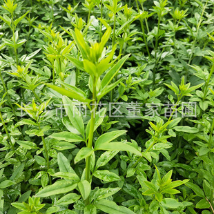 ���40cmӭ���������l �Sܰ���� �ر�ӭ����С�� ɫ�KС�� ���l�r