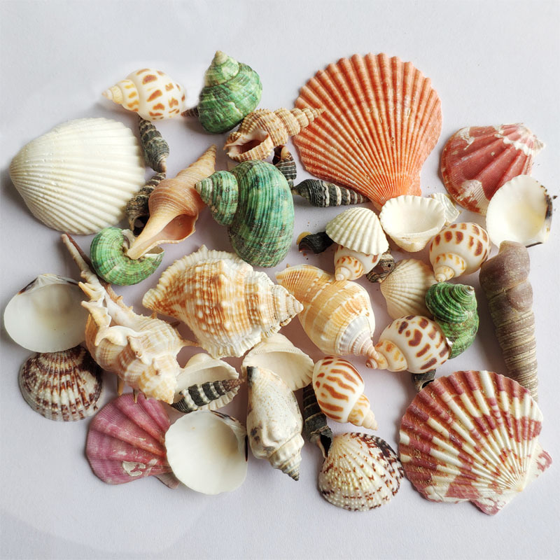 Bag Mixed Shell Conch Aquarium Landscape Fish Tank Decoration Photography Props Natural Craft Scallop