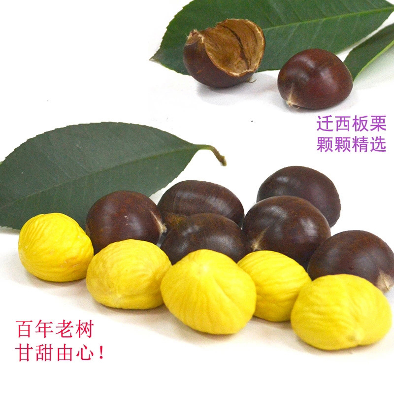 炒货中粒1000g糖炒板栗子店用燕山迁西新鲜生板栗天津甘栗仁现炒