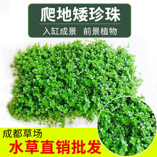 �~��ǰ��ˮ��ƺ�������ذ�����ſ��ţë���ݴ���w��ֲ���b��쾰