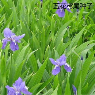 ɢ�b�{���Sβ�N�� �{���� ���� ���Sβ ���Sβ���������