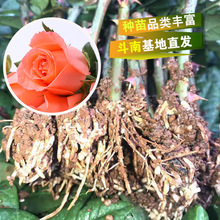 云南基地直发月季花苗 艳粉花苗混搭 四季玫瑰鲜切花盆栽绿植花苗