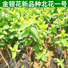 金银花新品种北花一号苗金银花苗批发 地栽耐旱耐寒平邑金银花苗