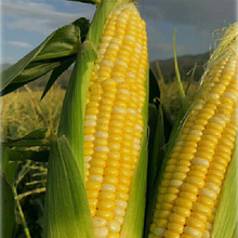 �֮���ȹ�������rˮ���������� ���r�����ЙC���D��������r��