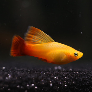 ��ĵ���~���w�Ꭷ�^�p�~̥���~�Ϻ��O��ֱ�Nˮ���^��С�~���B��ֳ