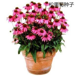 ɢ�b�ɹ��շN�� �����F�� ���ɹ��� �t�ջ� ���F�շN�ӻ���