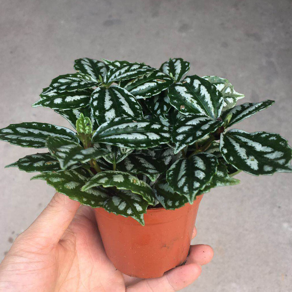 Observation plant Emerald green cute small potted office desktop…