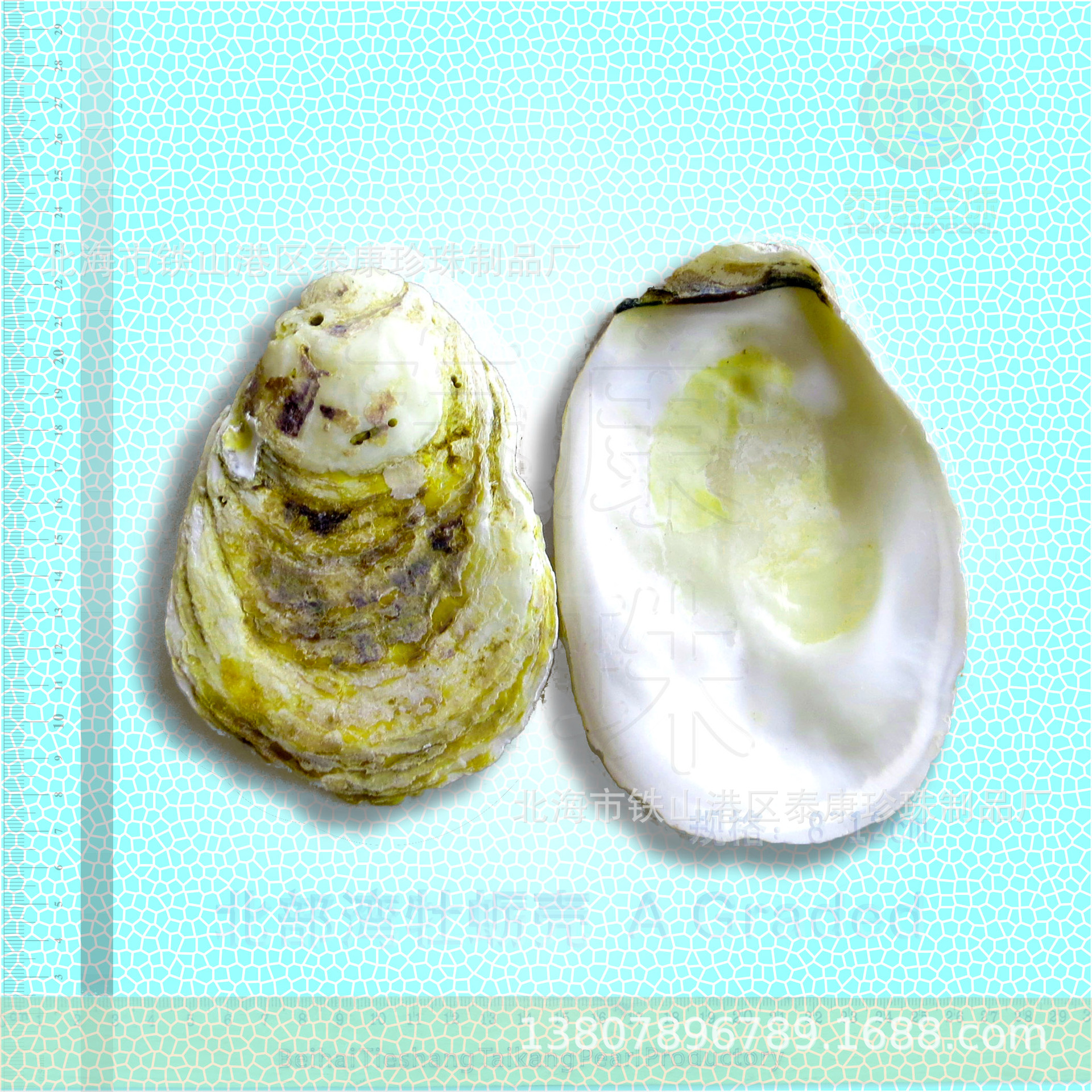 ĵϿ ĵÿǴӿ ѡ Oyster shell