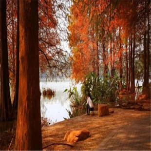 ɼľ�N����ľ�N���ɼ�N��ˮɼ