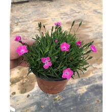 �Wʯ��ɽ�|���ݲݻ����جF؛  �Wʯ�����ԷN��С���ͺ�������ʯ��