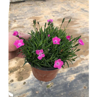 �Wʯ��ɽ�|���ݲݻ����جF؛  �Wʯ�����ԷN��С���ͺ�������ʯ��