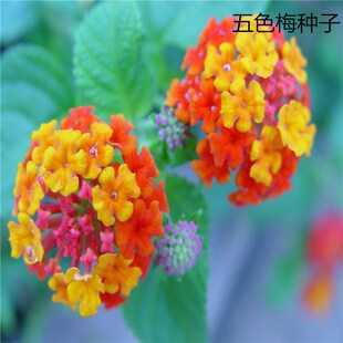 ��ɫ÷�N������÷�N���������ʻ����׵���ɫ�����R�ѵ��N��