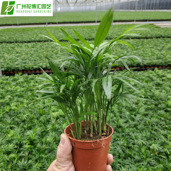 Wholesale Office Potted Green Plants 90#Pocket Coconut Pot Poor…