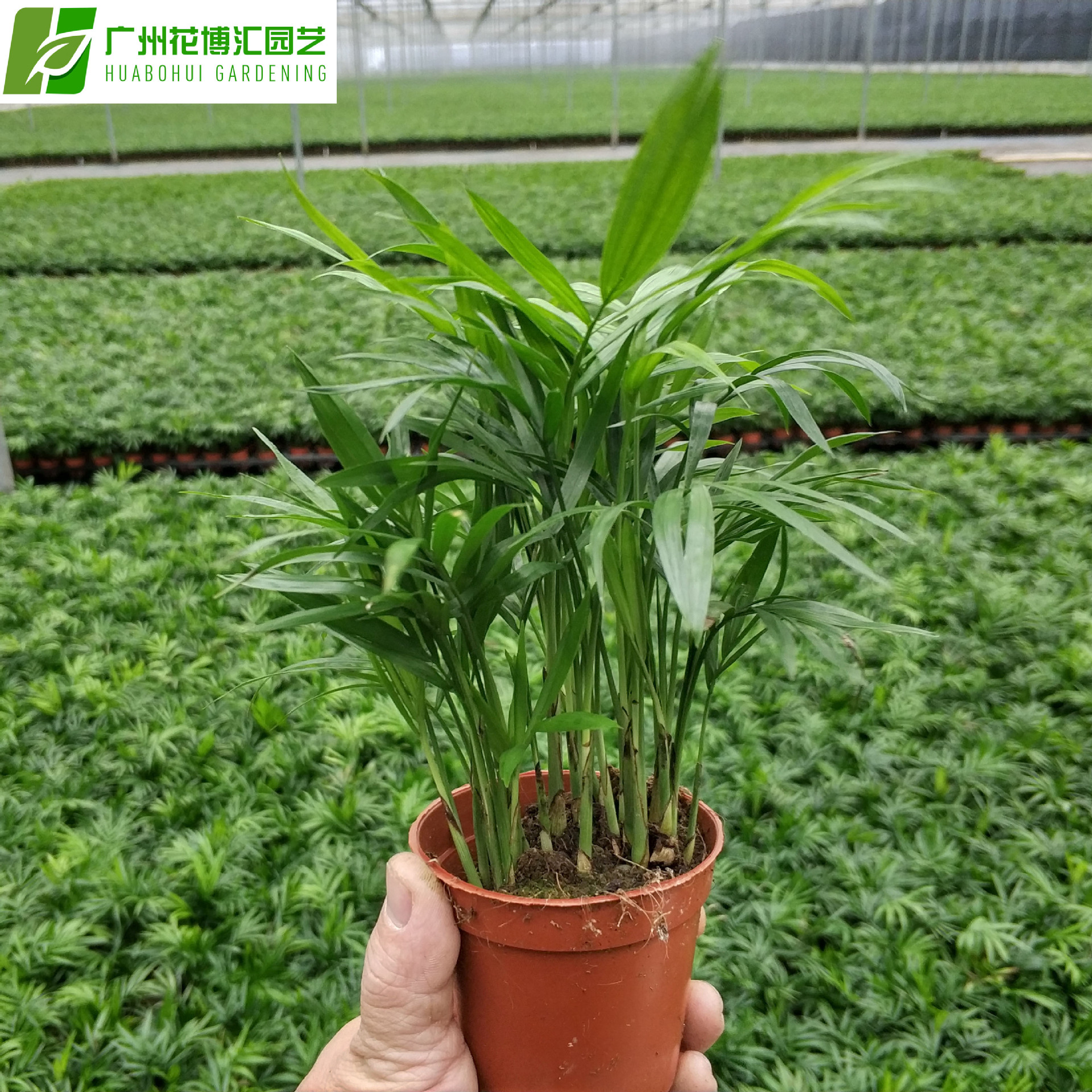 Wholesale Office Potted Green Plants 90#Pocket Coconut Pot Poor…