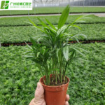 批发办公室盆栽绿植90#袖珍椰子小盆栽花卉批发绿植盆栽
