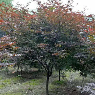 �t�� �@��ֲ�� �t��  ¶�ؼt����ľ �@ˇ�t�� ��ë�� �uצ��