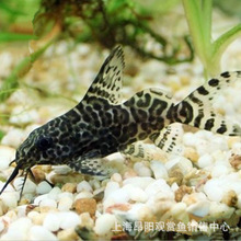 ����؈�~���w ����؈ �Ꭷ�^�p�~���w �����~ �������ε��~ ���l