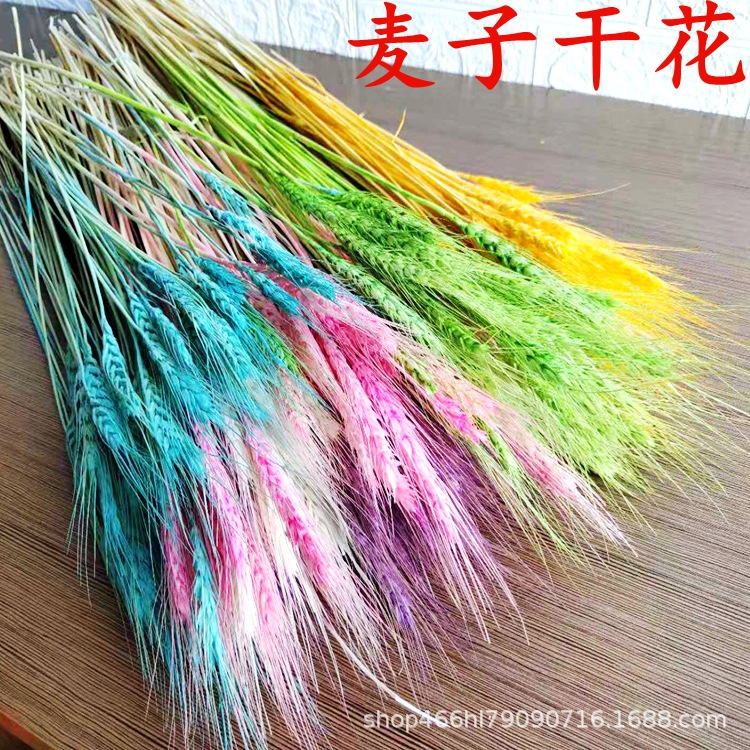 Mai Suo Dry Flower Open Damai Eternal Life Flower Living Room…