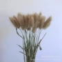 云南拍摄可爱狗尾草兔尾草