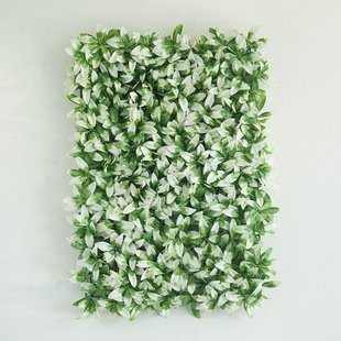 �ז����~����ֲ�ﱳ�����پGֲ���ϻ����Ż��҃��b����컨��ƺ��