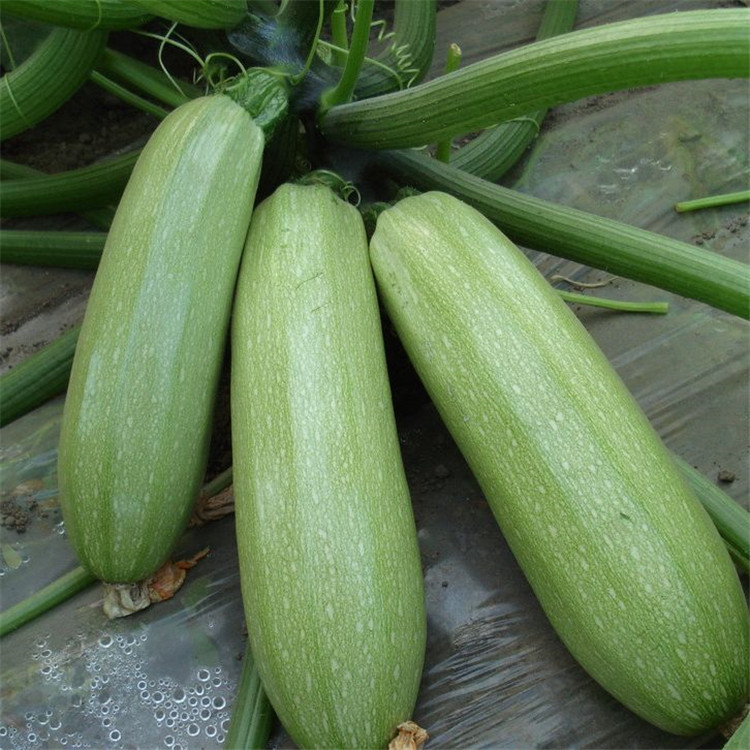 西葫芦种籽占瓜种子四季阳台盆栽青皮葫芦种孑站番瓜蔬菜种孑