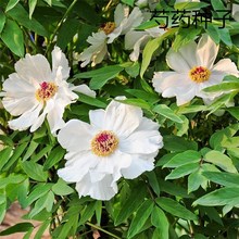 散装芍药种子 优质赤芍种子 白花芍药 青羊参 红药白芍种子籽批发