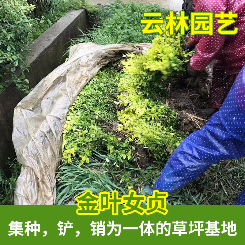 金叶女贞人工种植 句容基地大量供应 工程绿化供应批发