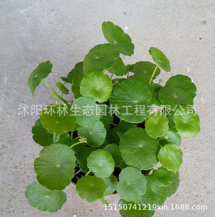 铜钱草 水培土培植物 净化水质 承包种植养护 铜钱草基地批发|ms