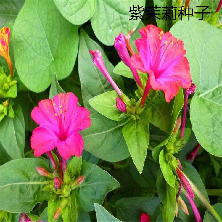 Оптовые семена жасмина, жасмин, белый жасмин, цветок мин, цветок ночного корма, семена цветка жасмина