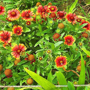 ���˾շN�Ӽ�ͥ�@ˇ�̨���N���޸����ܻ����쾰�ݻ��N���ļ��׷N