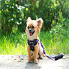 Amazon pet traction rope chest straps sandwich polyester cotton polyester cotton plus polyester dog walking dog and chest back spot