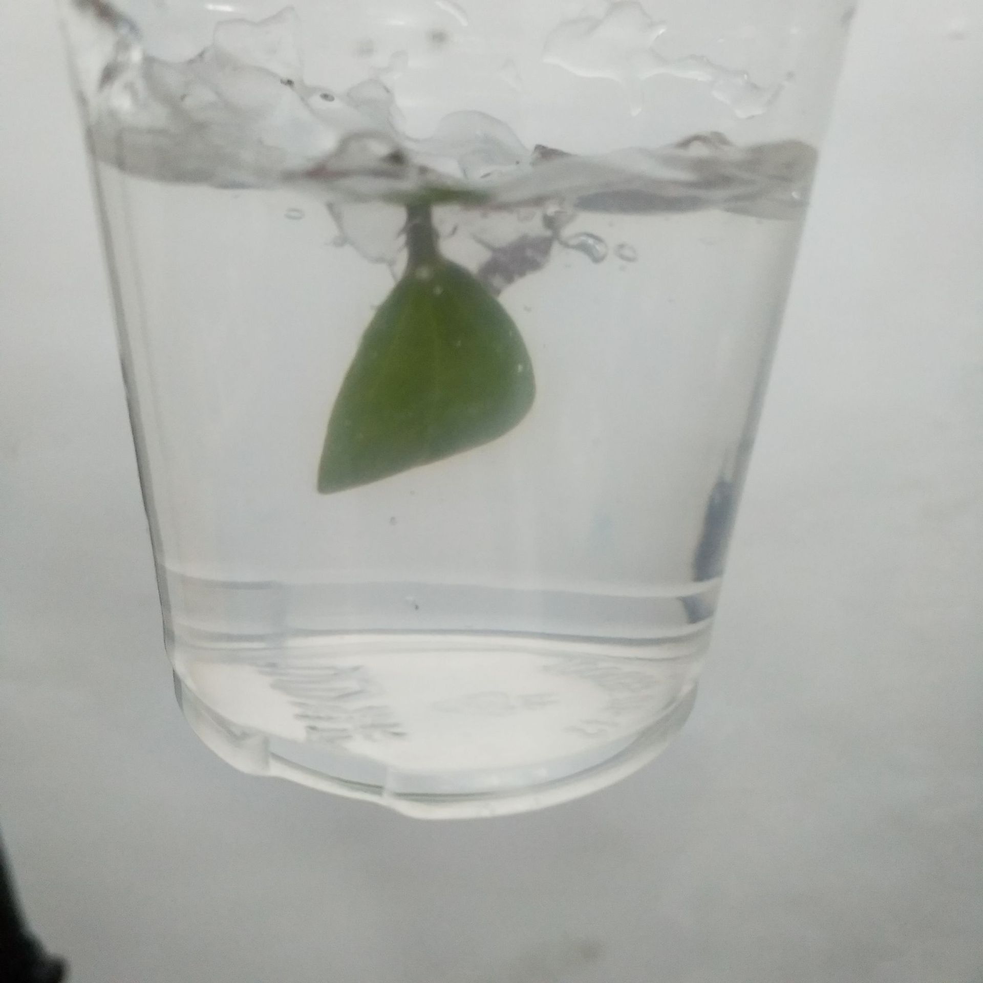 卡波姆676，276 粘度大 用量少 搓泥宝增稠剂工业乙醇凝胶