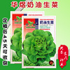 Cream lettuce seeds farmland vegetable garden can be potted leaves tender green, thick, soft, soft lettuce seeds, vegetable seeds