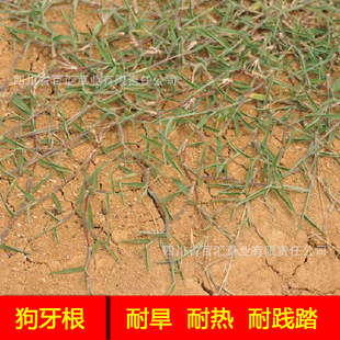 ɽ�^�o�²ݷN����ֲ�ݷN��߅�¾G�����������ѳɶ��ݷN���l�Ј�