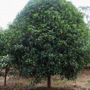 ���l���Ͻ�� 25������ֲ���¹�Ʒ��ľĢ���ι��̾G�� ����ֱ�N