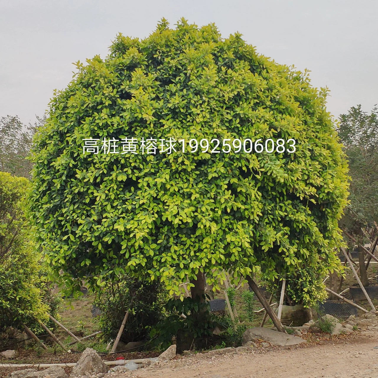 Поставка высокого уровня желтого баньяного шара 18 см мешка саженцев