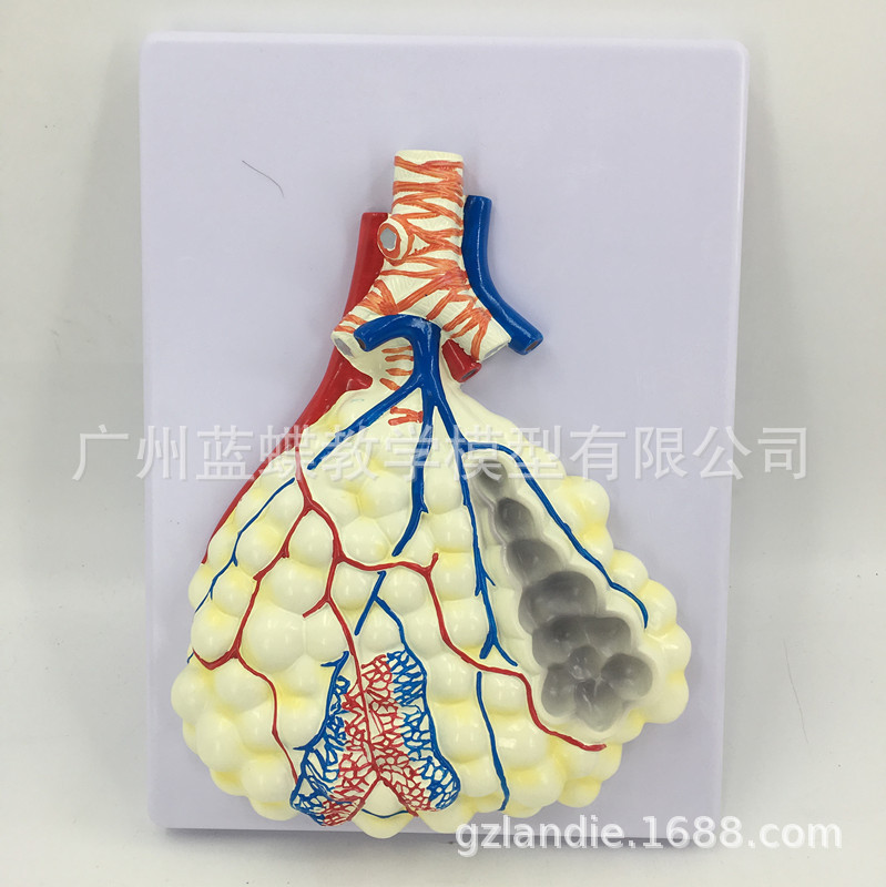 �Ұ�ʽ���ͷ��ݷŴ�ģ�� ����ν���ģ�� �������ϵͳ����ģ��