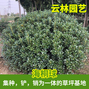 ������ �������l����������ͩ�� �G����ľ���r�S���� �1��