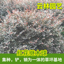 ���l1�ס�2�׵ă����t���^ľ�� �G�����̹�ľ�� ���ع���