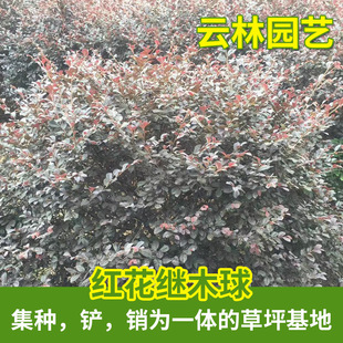 ���l1�ס�2�׵ă����t���^ľ�� �G�����̹�ľ�� ���ع���