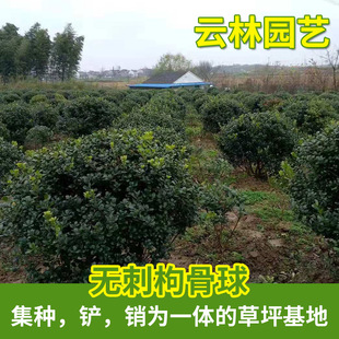 �o���۹�С��S�����l�o���۹���G������ �������͟o���۹ǘ�