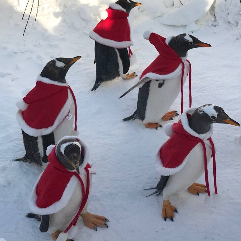 Ropa navideña transfronteriza de Amazon para perros, chales para cachorros, capas, ropa para mascotas, ropa navideña y de Halloween para perros grandes.