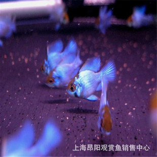 �{���ӌ��{���~�����_�~���w�@���ӻ��wС���^�p�~