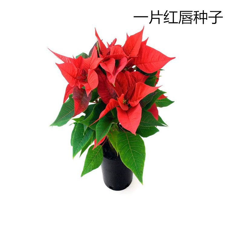 Четыре сезона навалом Кусок Красного семени Поинсеттия семена пейзаж цветок горшок растение кусок семян красные губы