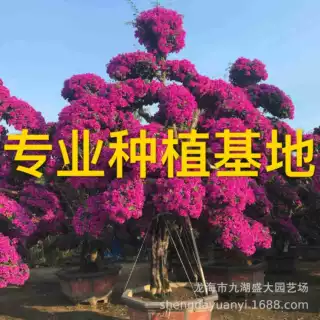 海南红花三角梅盆景 福建三角梅树桩价格 四川三角梅桩头报价