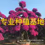 三角梅四川海南盆景树桩