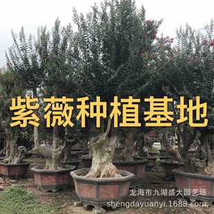 �������l��ޱ�Ř� ��ޱ�辰�Ϙ� ��ޱ���� ������ޱ�� ��ޱ�䘶