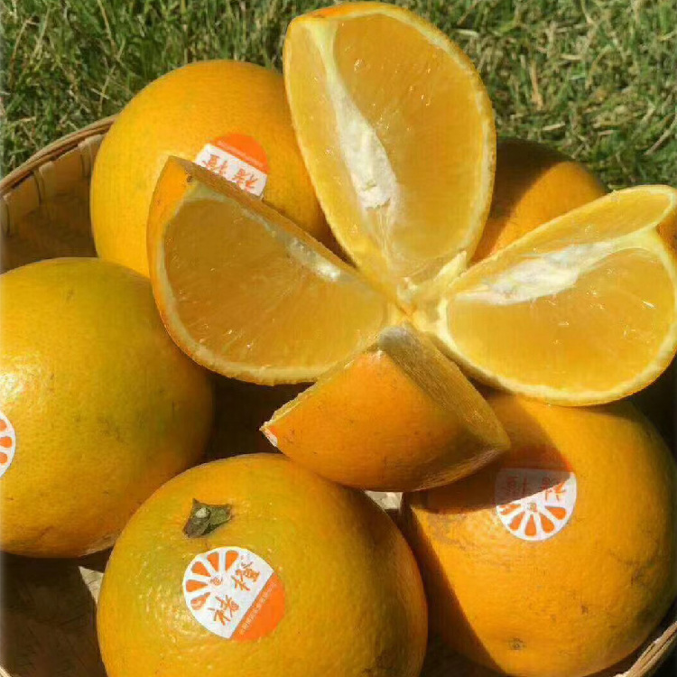 Yunnan Fresh Fruit Ailao Mountain Rock Sugar Orange Chu Shijian Inspirational Orange Real Construction Chu Orange Fresh Chu Orange Spotted Fruit