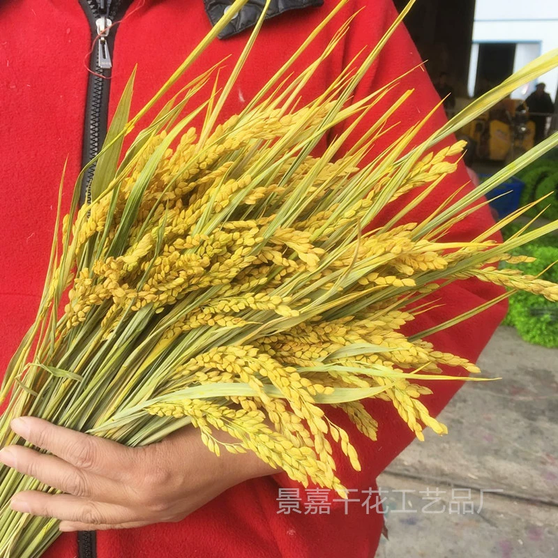 Натуральный рис, натуральные рисовые колоски, настоящие рисовые колоски, реквизит для фотографий, фруктовые сцены, урожай рисовых колосков