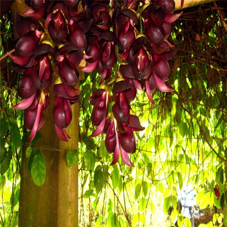 Массовые Семена Матта Вечнозеленый Ползание Вьющийся Растение Семена деревьев Крупный рогатый скот Лошадь Лоза Большая Кровавая Лоза Цветы Воробья Вечнозеленый